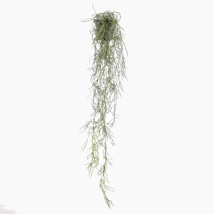 <h4>Pencil Cactus Plant in Pot Green PP550059GRN</h4>