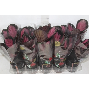 CALATHEA ROSEA PICTA CRIMSON P12