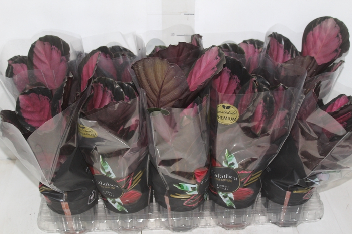 <h4>CALATHEA ROSEA PICTA CRIMSON P12</h4>
