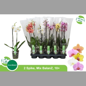 PHAL GEM