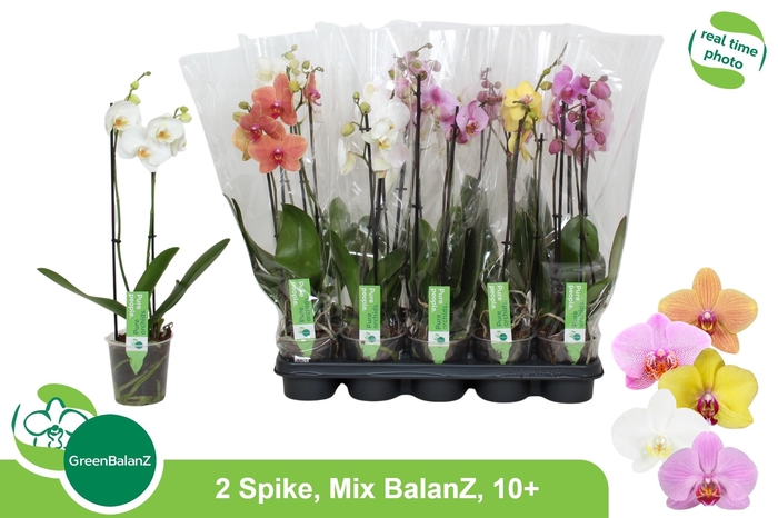 <h4>PHAL GEM</h4>