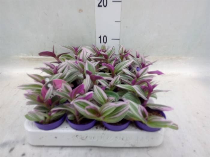 <h4>Tradescantia albif. 'Nanouk'</h4>