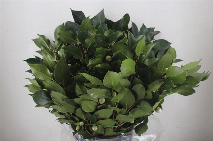 <h4>Camelia P Bunch</h4>