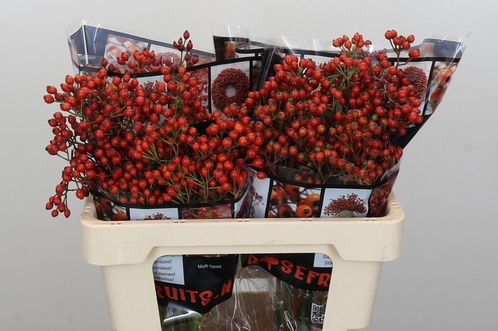 <h4>ROSA AUT ROSEFRUITS</h4>