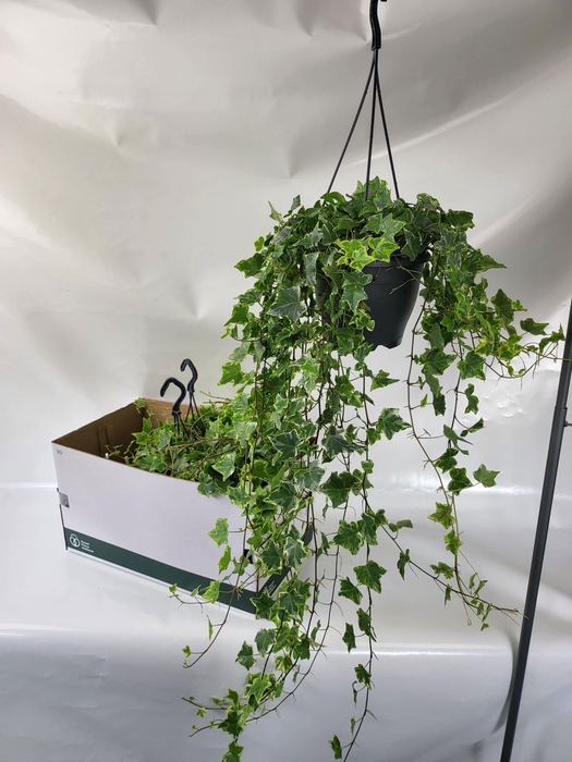 <h4>HED HE MINT KOLIBRI</h4>