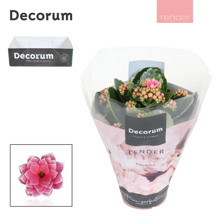 <h4>Kalanchoe Decorum TENDER - Serenity Pink White</h4>