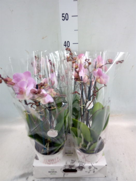 <h4>Phalaenopsis multi. 'Ant Antwerp'</h4>