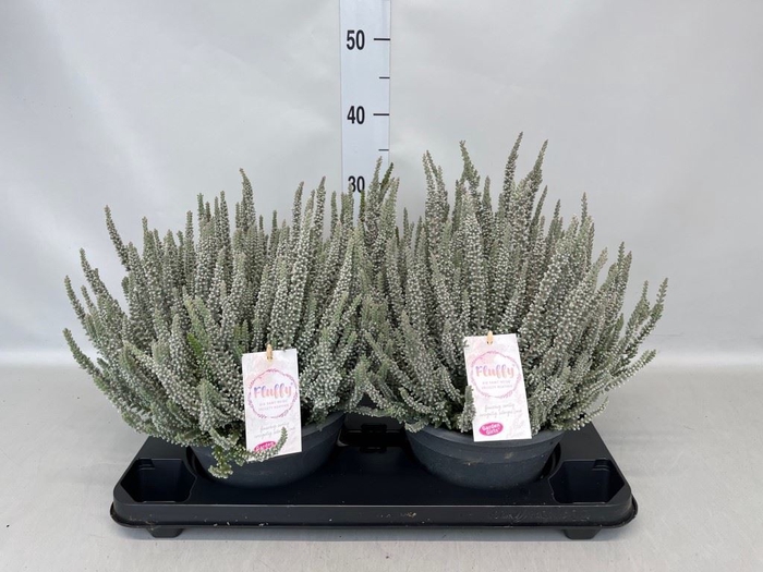 <h4>Calluna vulg. 'Garden G Fluffy'</h4>