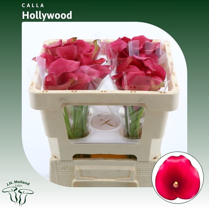 <h4>Calla Hollywood</h4>