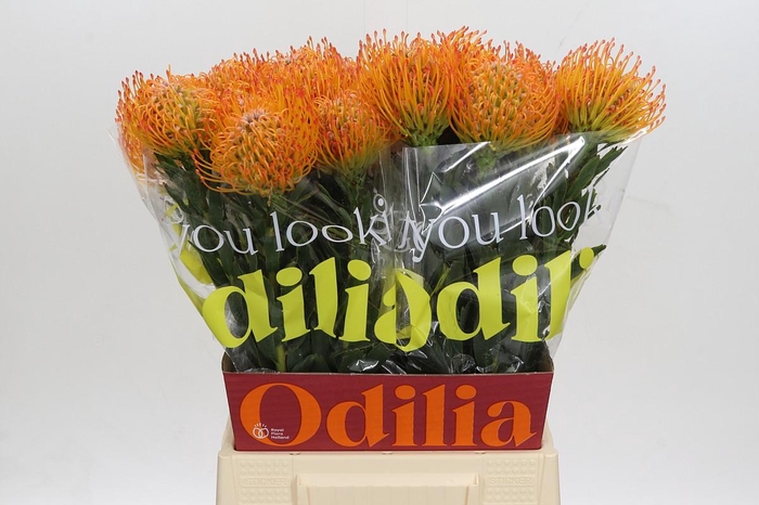 <h4>Nutans Ayoba Sun</h4>