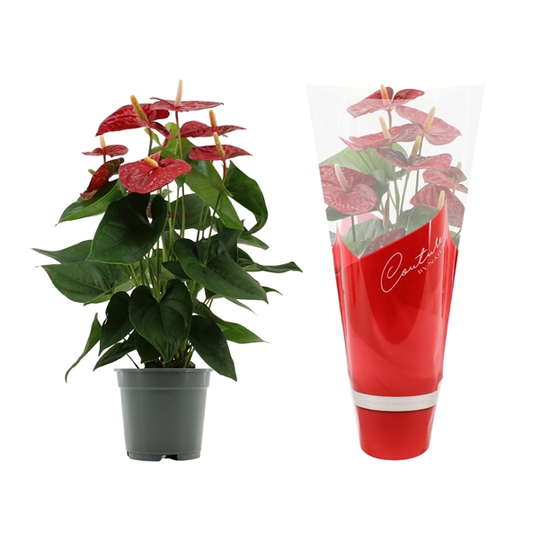 <h4>Anthurium Jambo Red in Couture sleeve</h4>