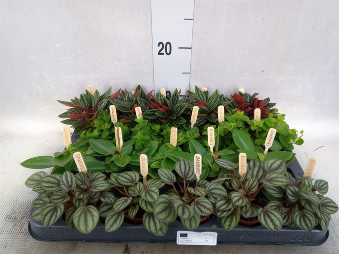 Peperomia   ...mix