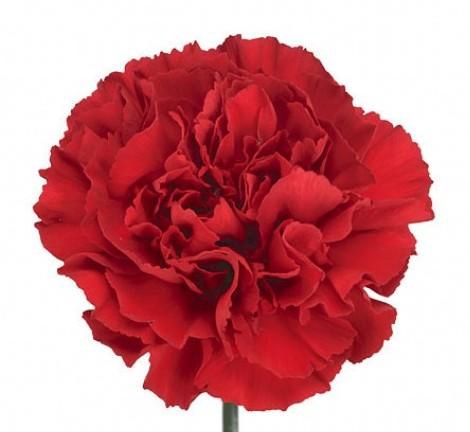 <h4>Di St Grandsole</h4>