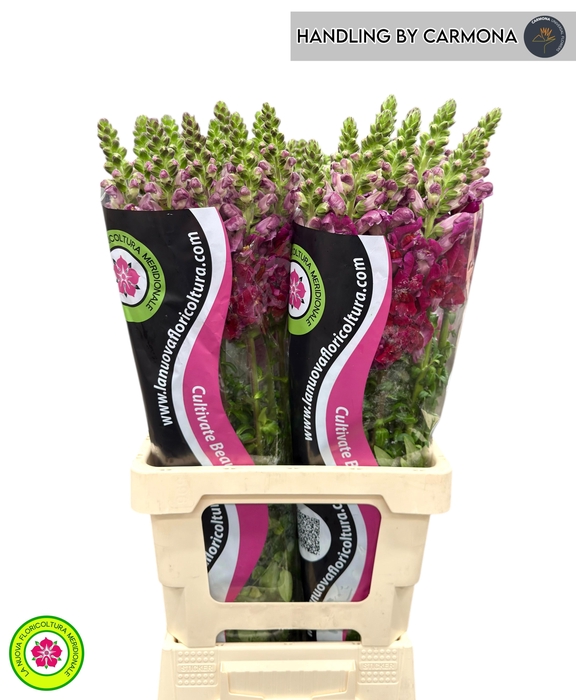 <h4>ANTIR POTO RED</h4>