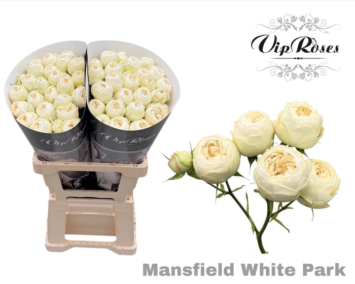 <h4>R TR MANSFI WHITE PA</h4>