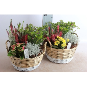 ARR TUINPLANTEN