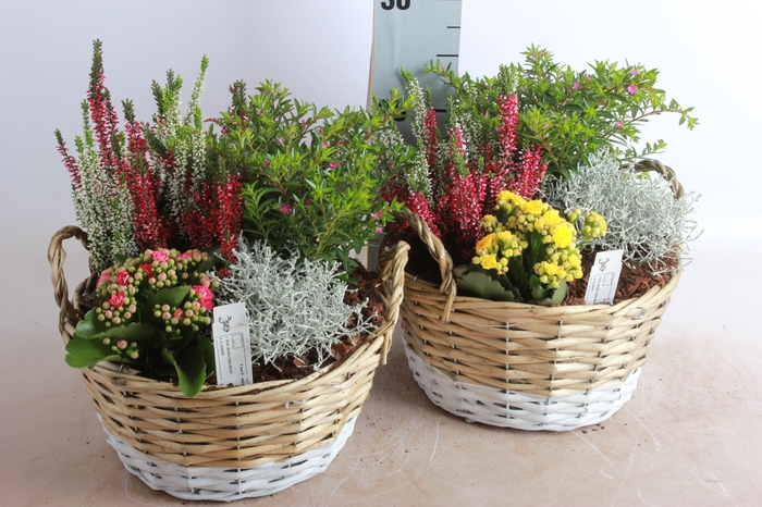 <h4>ARR TUINPLANTEN</h4>