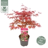 Acer palmatum Beni-maiko