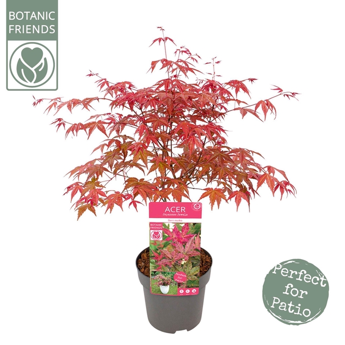 Acer palmatum Beni-maiko