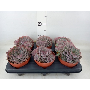 Echeveria   ...not flowering