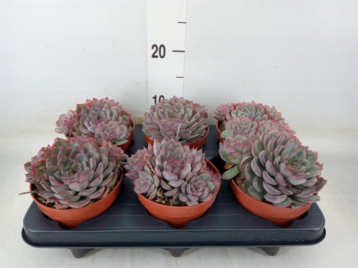 <h4>Echeveria   ...not flowering</h4>