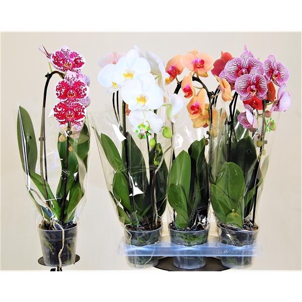 <h4>Cascade XXL 1 tak 5 kleuren gemengd</h4>