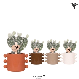 Kolibri Greens Opuntia white in Boho pot mix