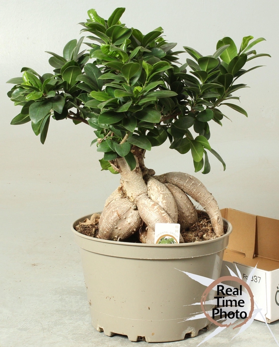 <h4>FIC MI GINSENG</h4>