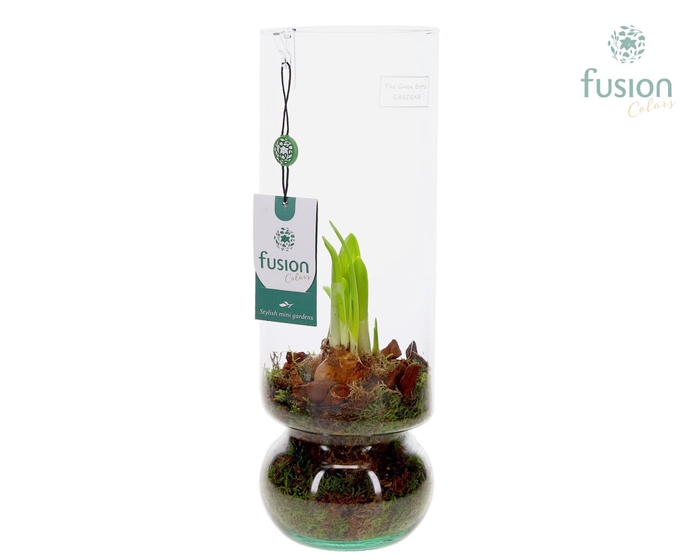 <h4>Green BottleAngelica Large met Narcissus</h4>