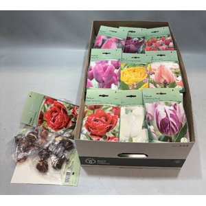 BLOEMBOL TULIPA