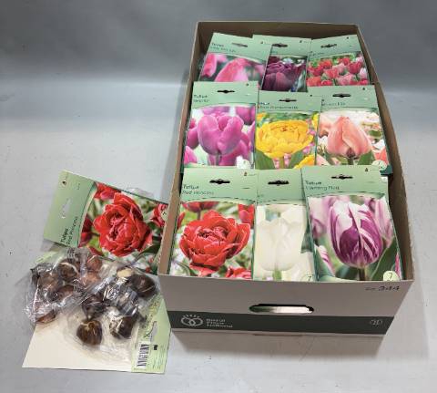 <h4>BLOEMBOL TULIPA</h4>