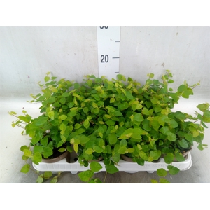 Ficus pumila 'Sunny Green'