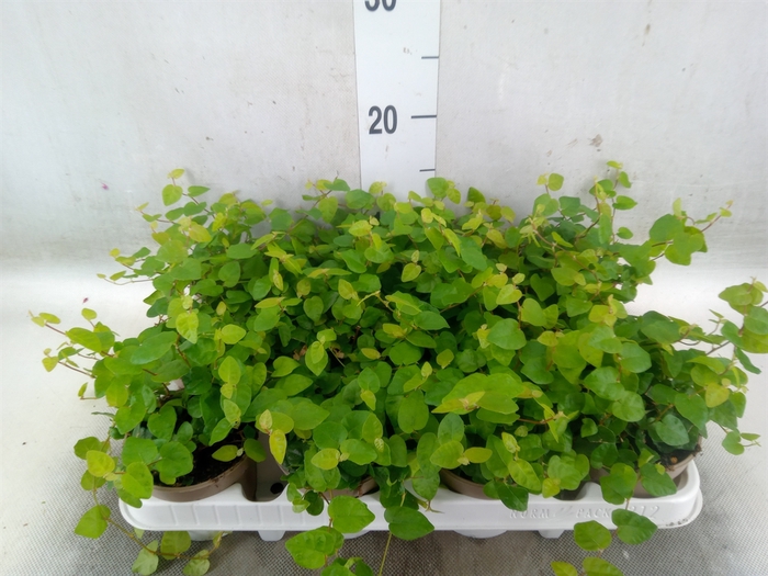 <h4>Ficus pumila 'Sunny Green'</h4>