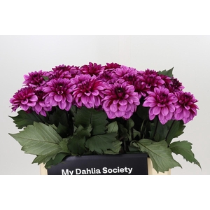 Dahlia Melissa Anne Marijke