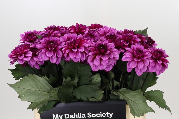 <h4>Dahlia Melissa Anne Marijke</h4>