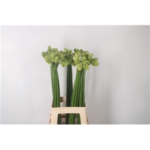 Ornithogalum Saundersiae White
