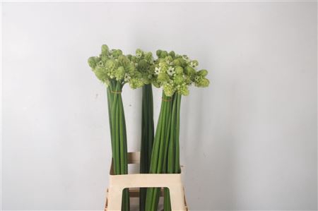 <h4>Ornithogalum Saundersiae White</h4>