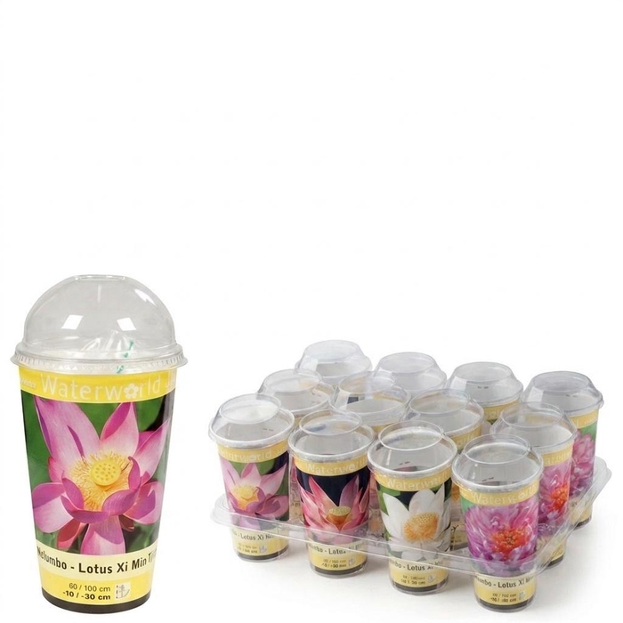 <h4>NELUMBO OV</h4>