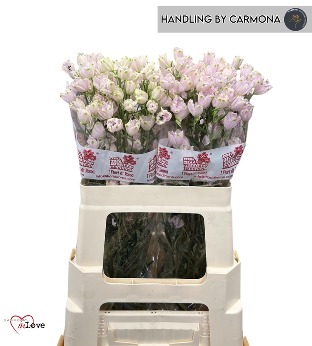 <h4>DELPH EN M SUG PINK</h4>