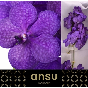 Vanda  'Tayanee Blue'