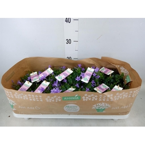 Campanula porten. 'Ambella Lavende'