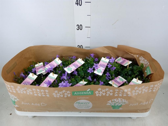 <h4>Campanula porten. 'Ambella Lavende'</h4>