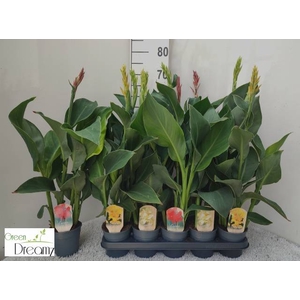 CANNA CANNOVA MIX P12