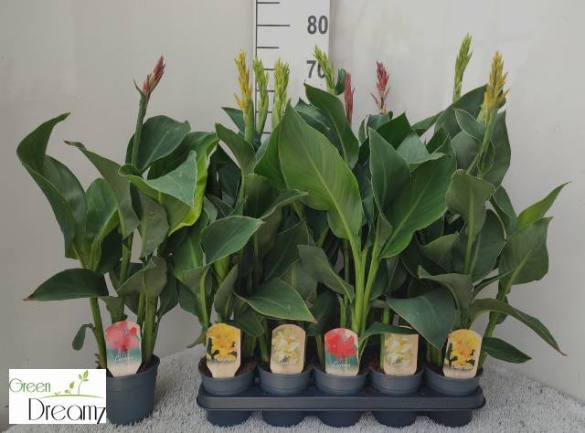 <h4>CANNA CANNOVA MIX P12</h4>
