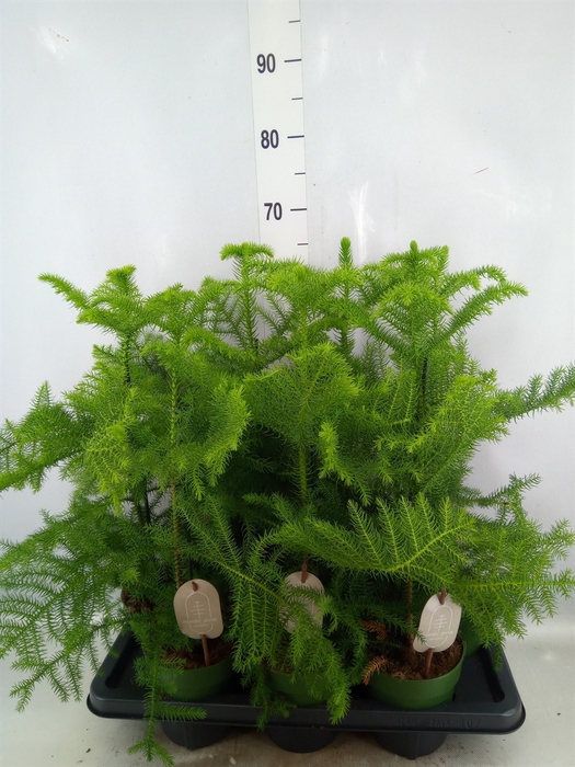 <h4>Araucaria heterophylla</h4>