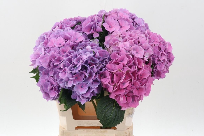 <h4>Hydr M Ch Cassanova</h4>