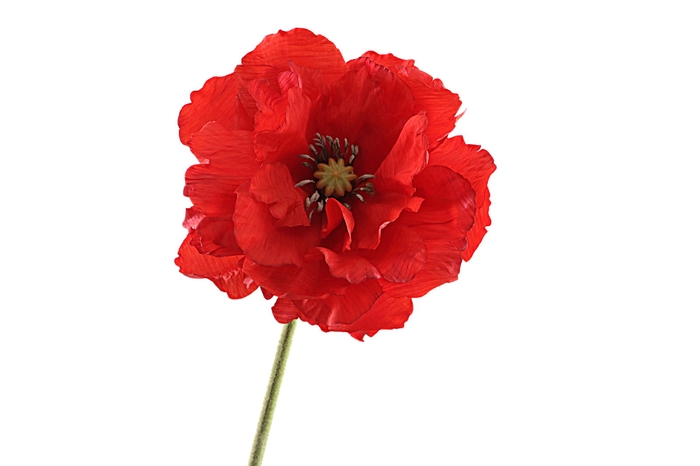Papaver Double Red