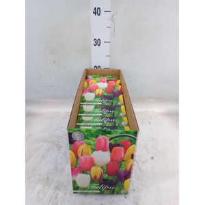 Tulipa   ...flowerbulbs