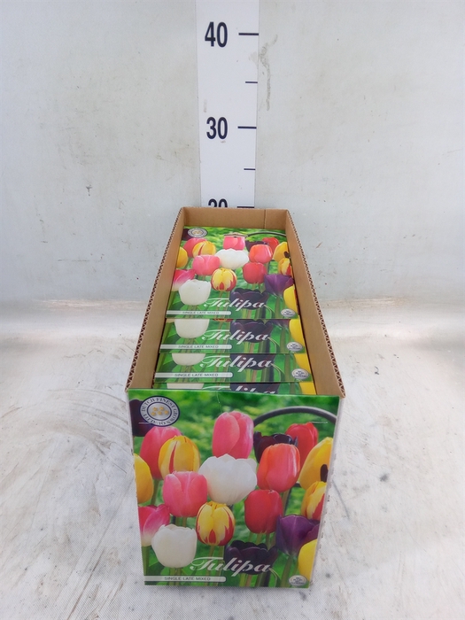 <h4>Tulipa   ...flowerbulbs</h4>