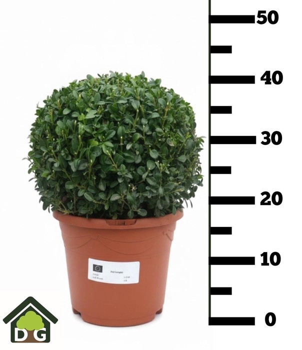 <h4>BUXU SEMPERVIRENS</h4>